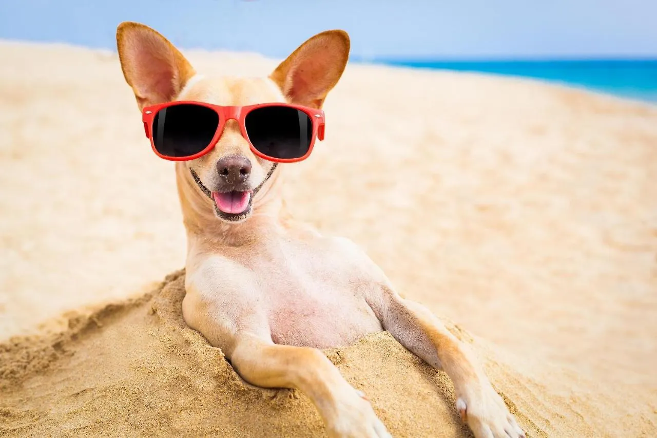بيت للعطل فيلا Mudjimba Shores-Coastal Bliss For Families & Dogs